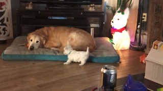 Puppy learns to bark when dog steals his toy