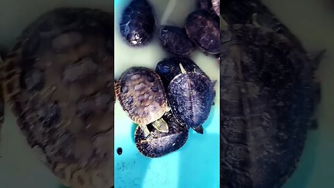 baby turtles #viral #shorts