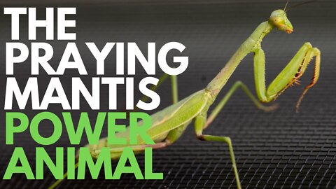 The Praying Mantis Power Animal