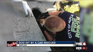 Dog hit rescued from culvert in Naples