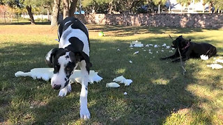 What Happens When Dad is Watching the Great Dane Puppy