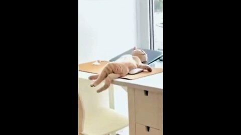 Funny cat videos 😂|| funny video || #funny