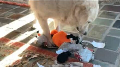 Ce chien adore déballer ses cadeaux