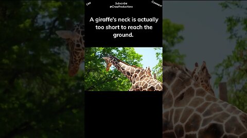 Can giraffes bend their necks #giraffe #shorts