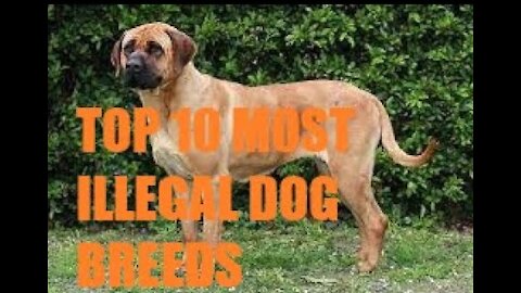 Found 10 Most Illegal Dog Breeds