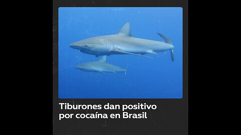Tiburones en Río de Janeiro dan positivo por cocaína