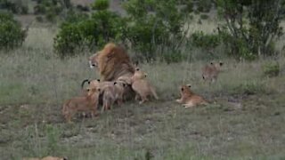 Cuccioli di leone assaltano il papà in cerca di coccole