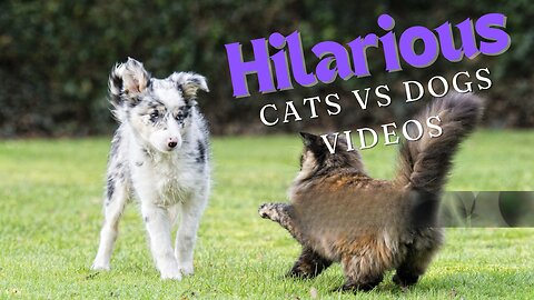 Crazy Cats vs. Playful Dogs: Funny Fights Compilation!