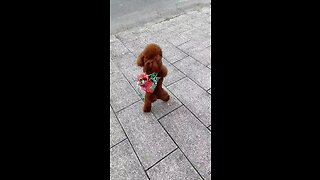 Cutest dog on rumble 🥰😍🤣🙌🏾 - dog