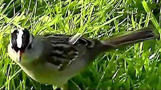 IECV NV #29 - 👀 A Chickadee And A White Crowned Sparrow Even Some House Sparrows 5-12-2014