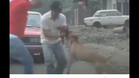 Crazy #Dog!!! Catching People!!!