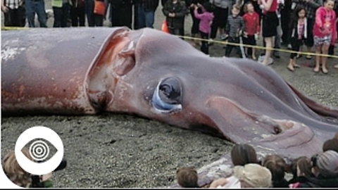 Is Russia Weaponizing The Giant Squid?