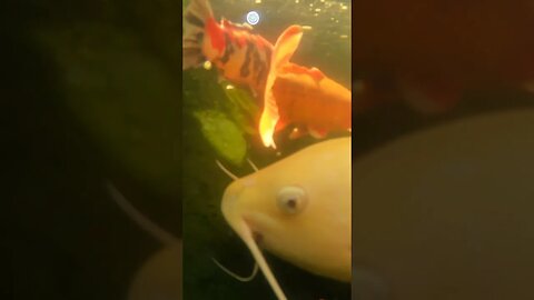 Giant albino catfish underwater #shorts