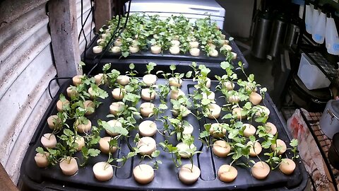 Aeroponic Coriander Timelapse Ending 15-07-2024