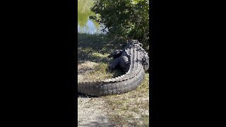 Seeing my first real life Florida gator in the wild.
