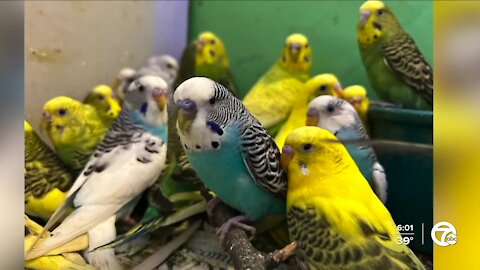 836 parakeets discovered in home