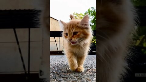 Cutie Cat walk #cat #catlover #cats #shorts #shortsvideo