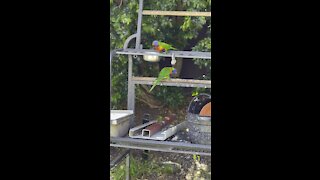 Tropical birds and cockatoo in backyard