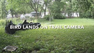 Bird Lands On Trail Camera