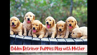 Swarm of Golden Retriever puppies