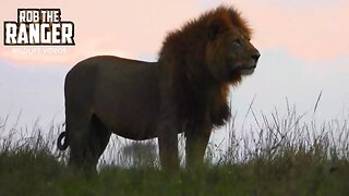 Lions At Dawn | Maasai Mara Safari | Zebra Plains