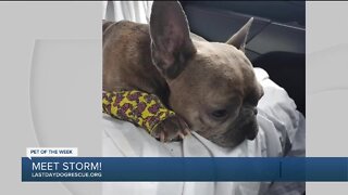 Pet of the Week: Storm