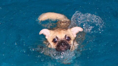 Funny Dogs Swimming Compilation