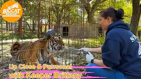 Evening meds update with Priya 03 15 2023 at Big Cat Rescue