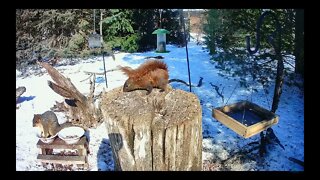 Meet Our First Ever Red-colored Gray Squirrel at the Feeder
