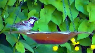 IECV NV #359 - 👀 Male House Sparrows Eating Seed At The Orange Glass Feeder 5-27-2017