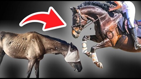 $1000 Slaughter Horse shocks everyone