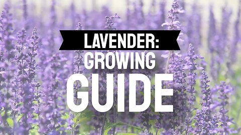 Lavender: Growing Care and Uses for a Fragrant Perennial in Your Herb Garden