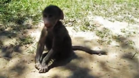 Rescued baby baboon is too adorable