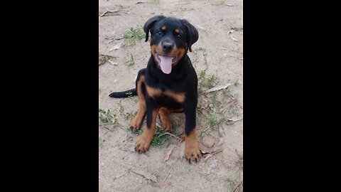 Rotweiler & sri lankan shund puppies playing