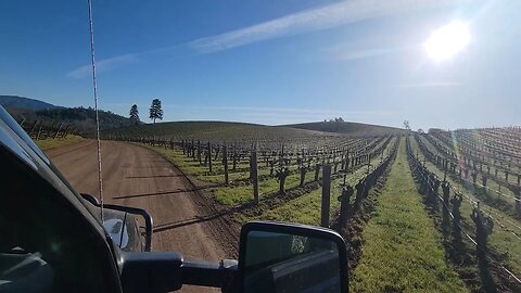 Vineyard Shearing In California, We Are The Entertainment