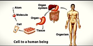 Embryogenesis.