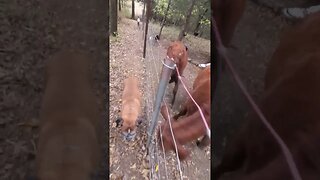 cow wants to play