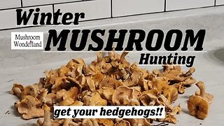 Winter Mushroom Hunting: Get your Hedgehogs!