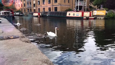 Swan Canal