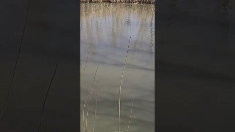 Daily walk 🚶‍♂️ to the Pond at the Farm 🌳 🚜