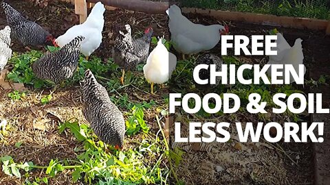 FREE Chicken Feed and Soil at the Same Time!