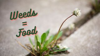 Free Food! Foraging! + Non-Toxic Garden Tour