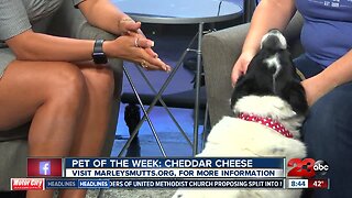 Pet of the Week: 2-year-old Cheddar Cheese