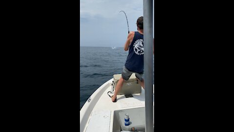 350+ pound mako shark