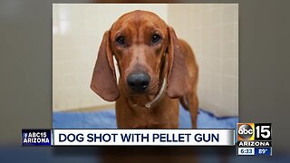 Dog recovering with foster family after being shot with pellet gun