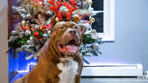 Merry Hulkmas: A Dog Dynasty Christmas Special I DOG DYNASTY