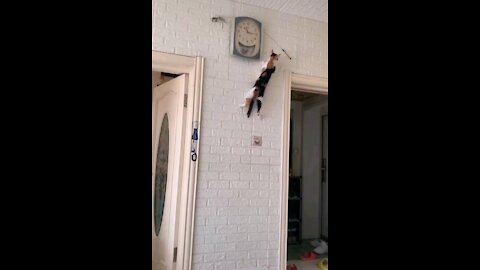Cat Climbing wall to investigate Clock