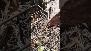 A Snake in the Garden!