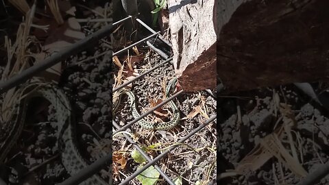 A Snake in the Garden!