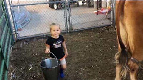 Two-year-old girl tries to milk a cow